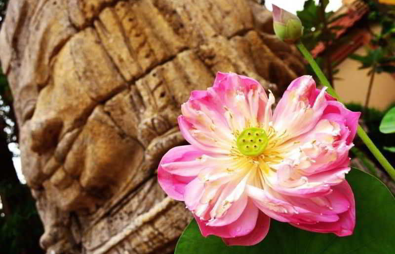 Lotus Lodge Siem Reap Exteriér fotografie